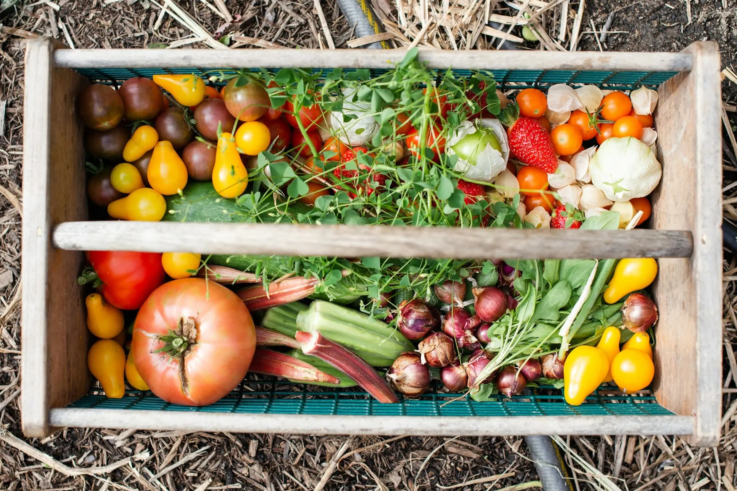 A basket of freshly harvested vegetables